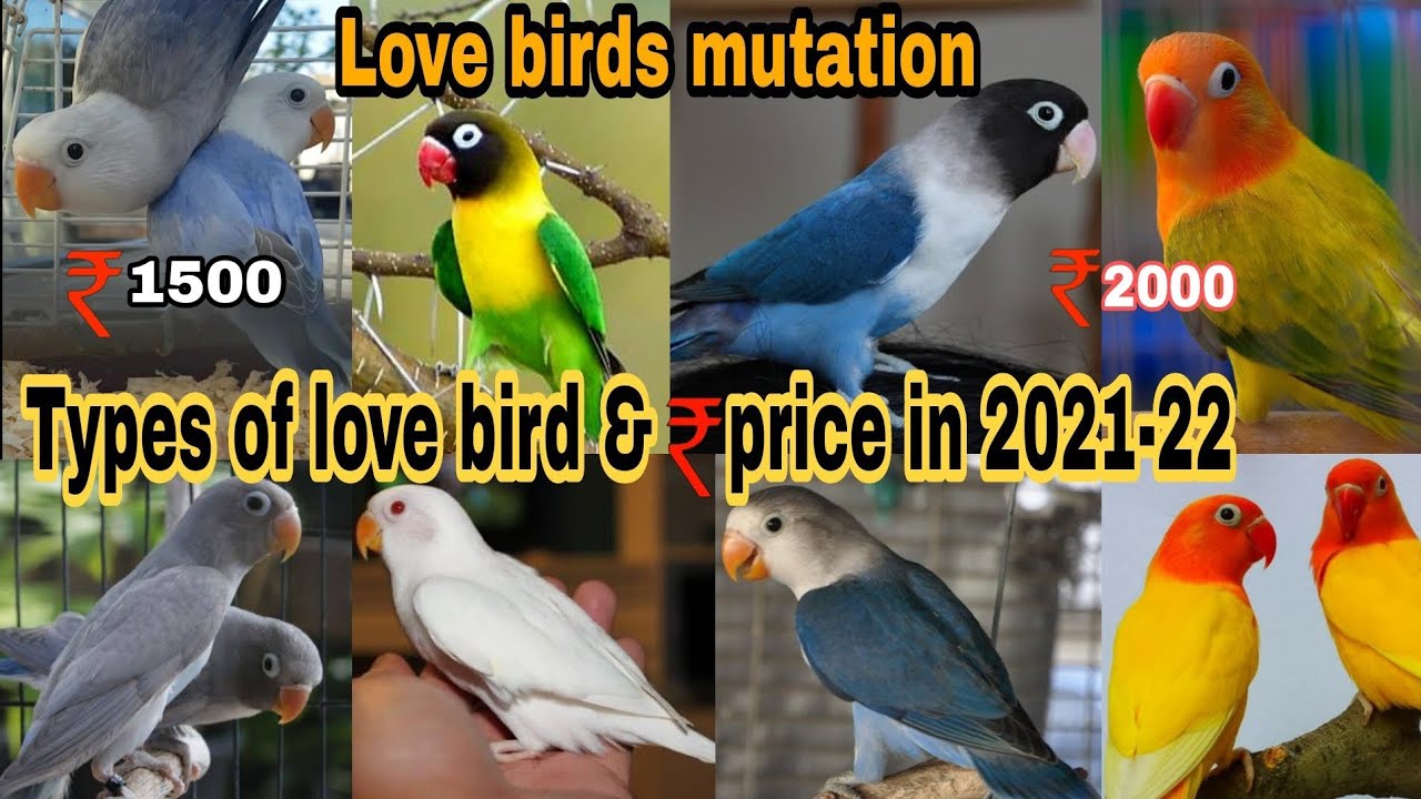 Top 10 Love bird price in India 2021-22 || letest mutation love bird price list #lovebird #pricelist