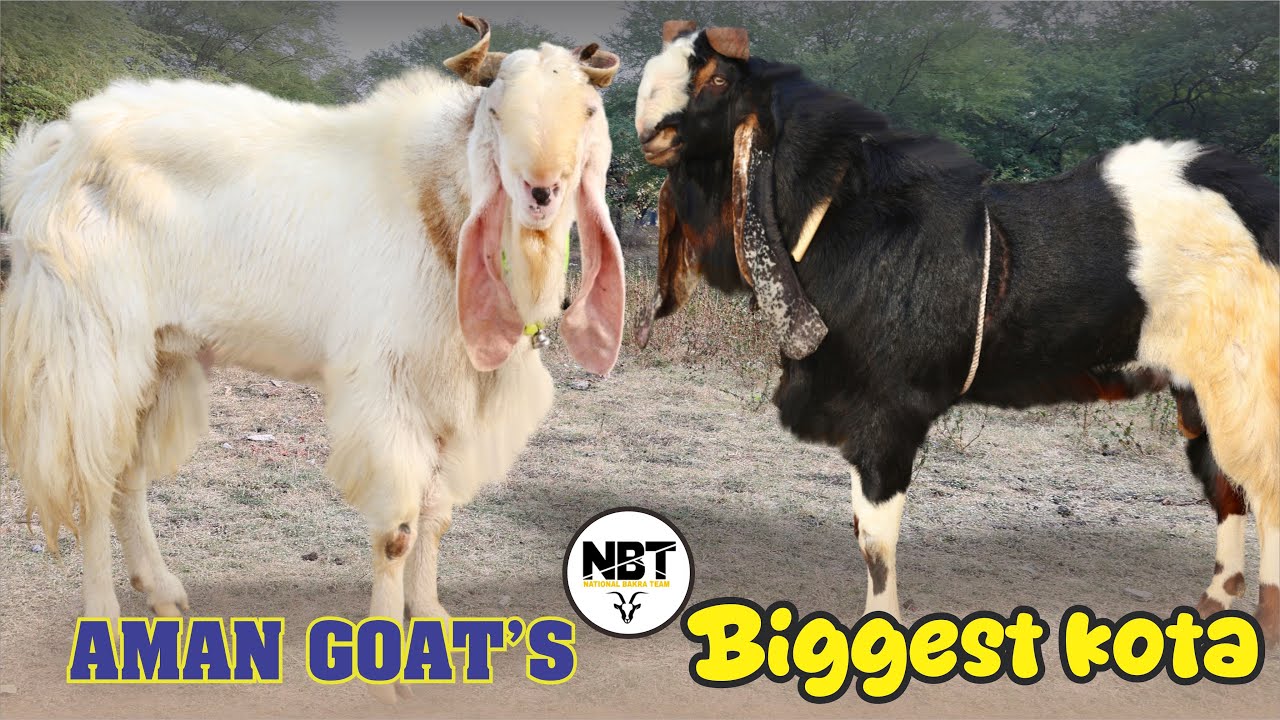 Biggest Kota Full Rubabdar At Aman Goat’s 