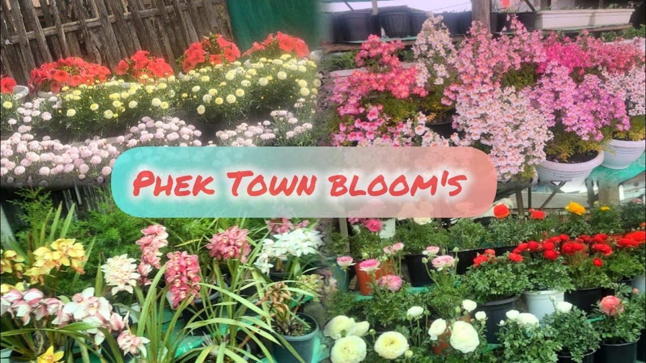 Discover Phek Town's secret flowers#video 