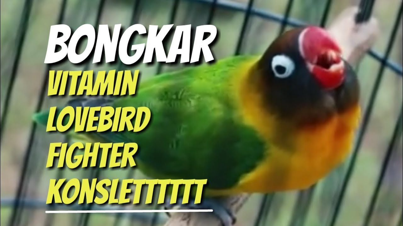 Bongkar vitamin lovebird fighter konslet!