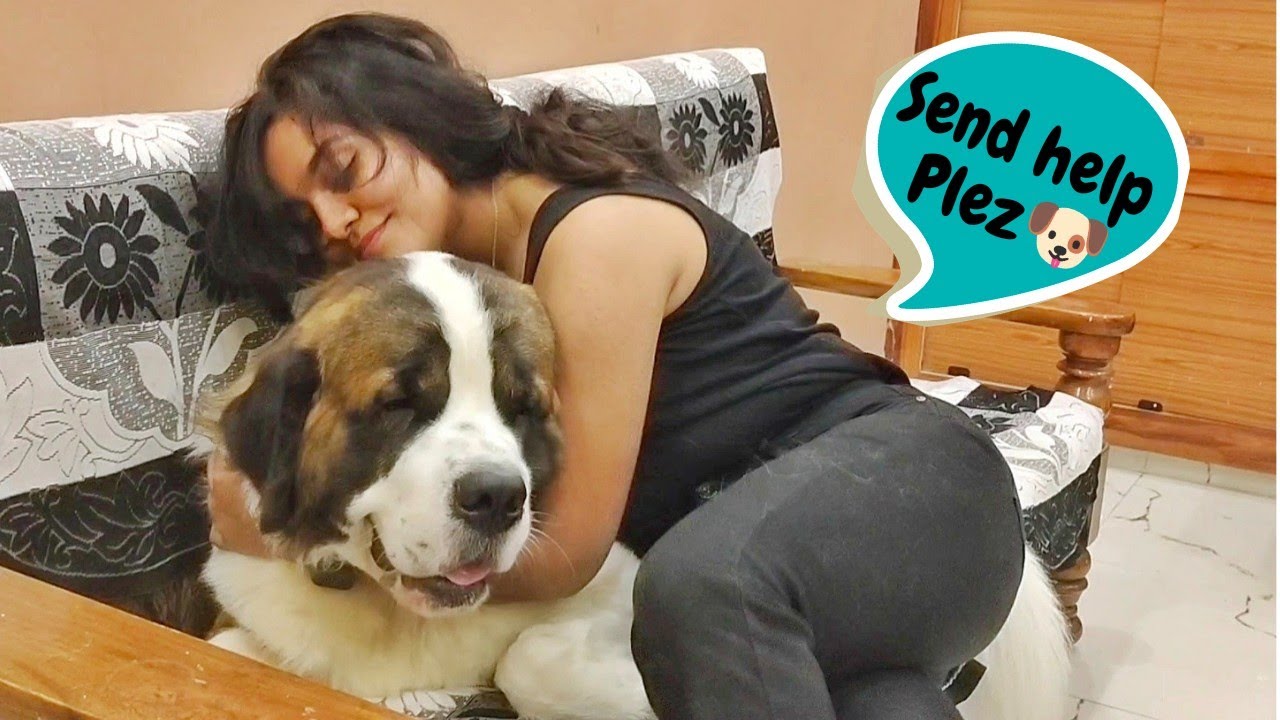 Hugging my Dog for way too long (Gone wrong 😂) | Wait for the fight