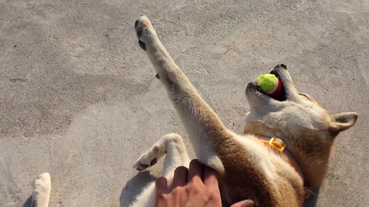 無抵抗に甘える柴犬が最高にかわいい Amazing shiba