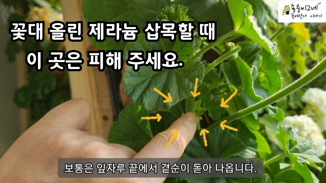 #pelargonium  꽃핀 #제라늄 삽목할때 아무 줄기나 자르면 안돼요.