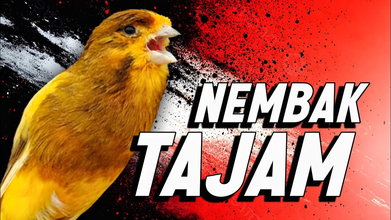KENARI GACOR PANJANG Rol Rapat EMOSI Cuit cuit Ngerol AMPUH utk Pancingan kenari paud belajar bunyi