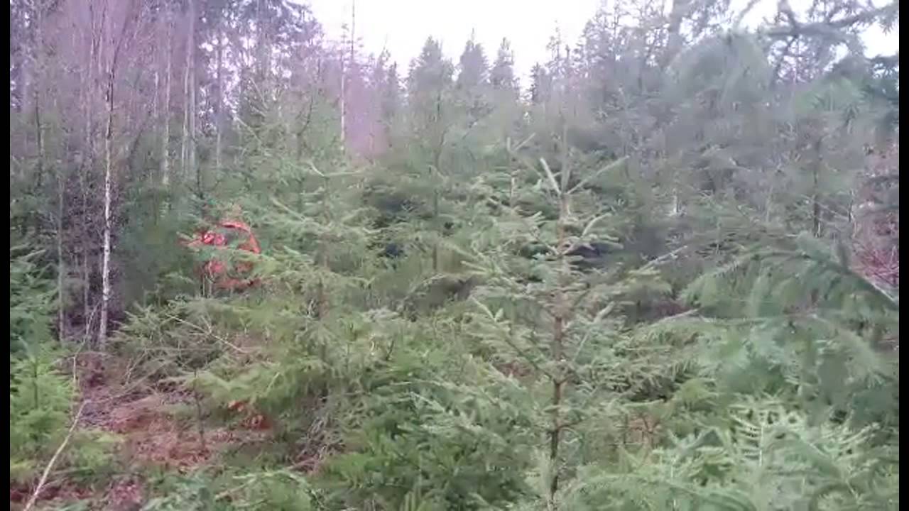 Röjning hos ombudet Kalle Ödén