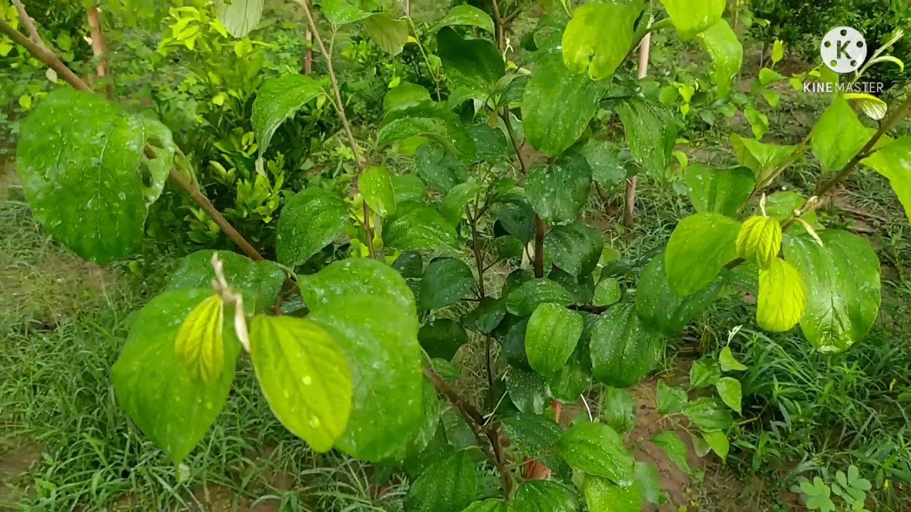 BENGAL AGRO FARM #Madhyamgram