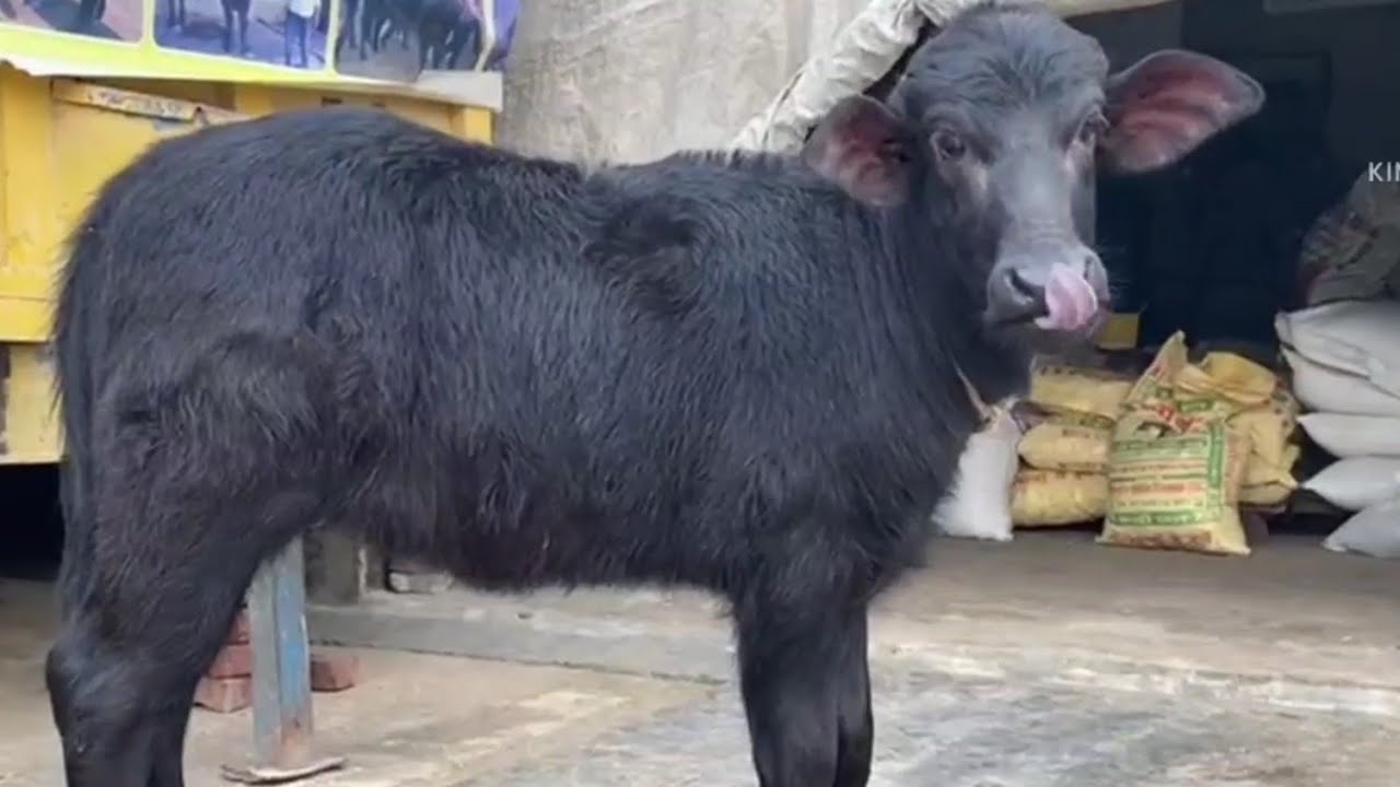 पहली बार YouTube  परHLDB के 102699 बुल ओर चैम्पियन गंगा बुल #रेशमा के बेटियां