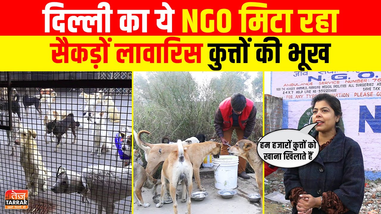 दिल्ली का ये NGO अकेले मिटा रहा सैकड़ों कुत्तों की भूक | Animal Shelter Home in Delhi | Dog NGO