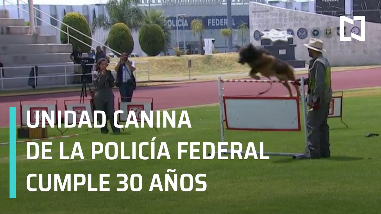 Perros Polic&iacute;as; unidad canina de la Polic&iacute;a Federal cumple 30 a&ntilde;os - En Punto con Denise Maerker