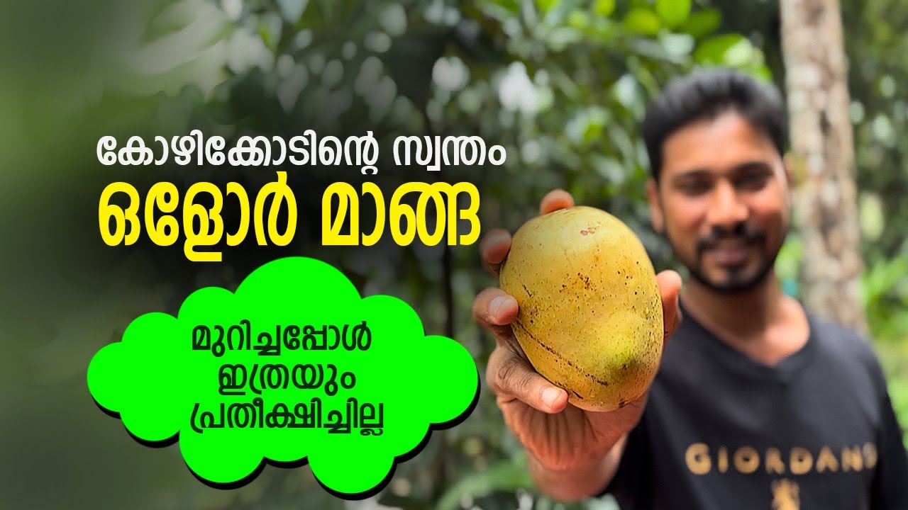 Kerala's most popular traditional mango Malayalam Olor mango