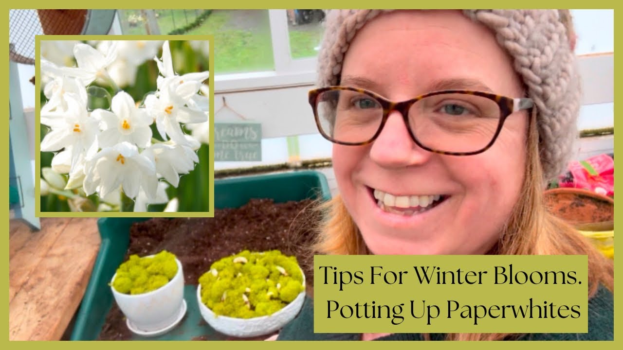 How to Pot Up Paperwhites for Beautiful Winter Blooms 🌿✨