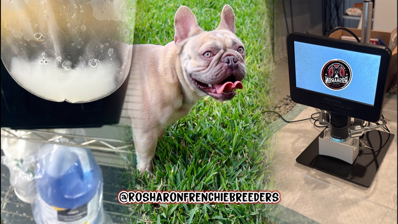 Doing a 12-hour Experiment on Alpha’s Semen Collection & Analysis! | Rosharon Frenchie Breeders