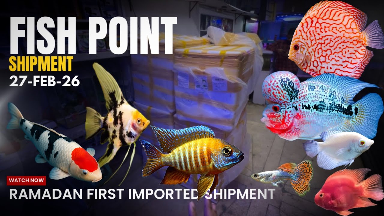 Ramadan’s First Imported Fish Shipment Is Here | Latest Wholesale Fish Price Update - Imran’s World
