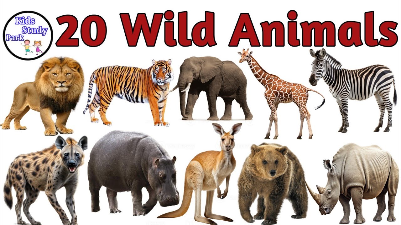 20 Animals Name | Wild Animals Name with pictures | Animals name | जंगली जानवर के नाम |  Animal Name