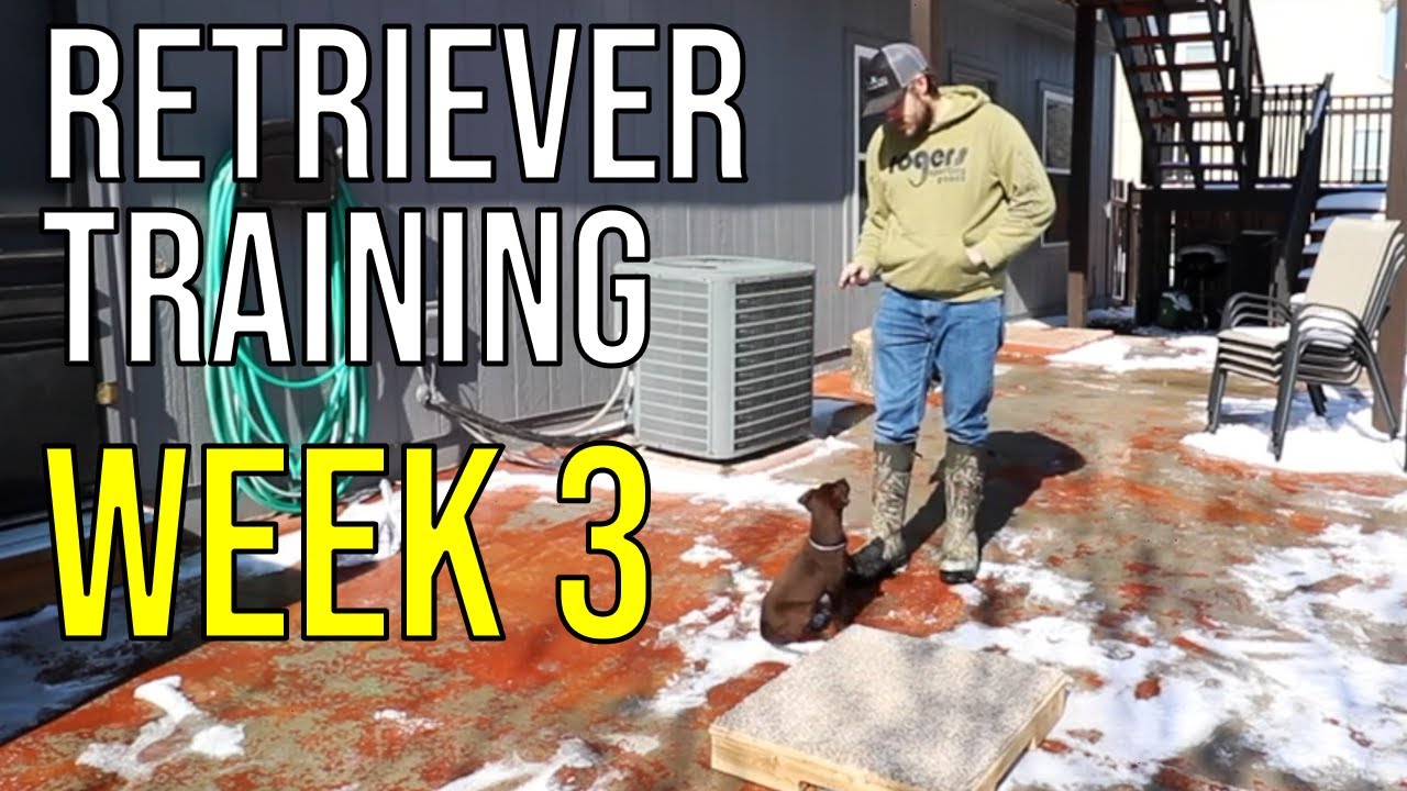 Sit & Place | Training My Retriever WEEK 3