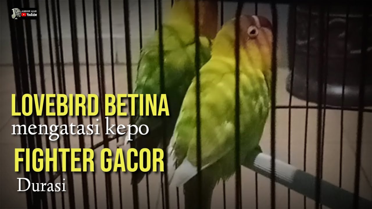 LOVEBIRD BETINA FIGHTER GACOR!!MENGATASI KEPO (STEP AWALNYA)