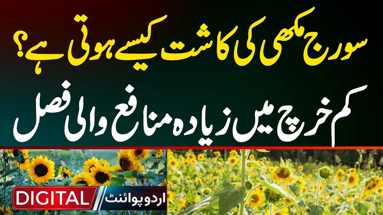 Sunflower Farming In Pakistan | High-Profit SunFlower Crop: Low Expense Farming | Income Of 1 Acre