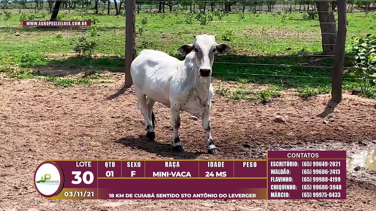 LOTE 30 - 01 F&Ecirc;MEA - MINI VACA - 24 MS