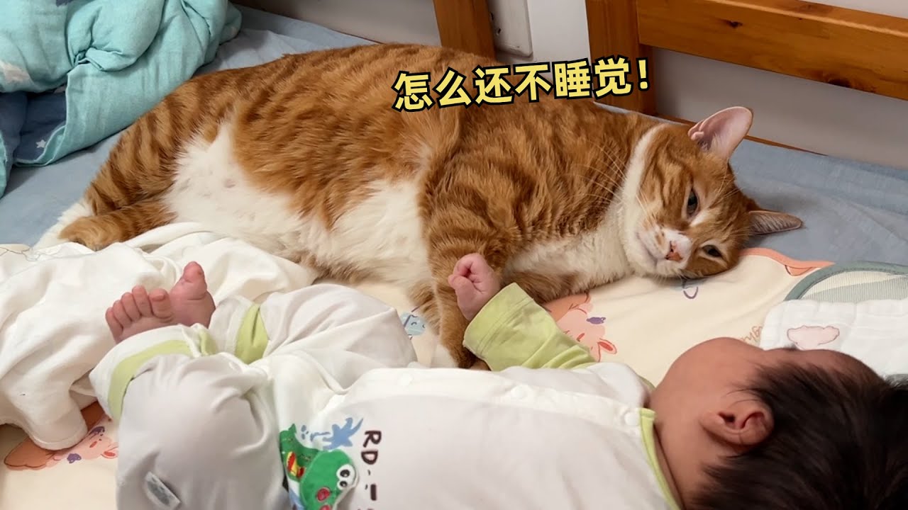 这娃咋还不睡呢 困死喵了