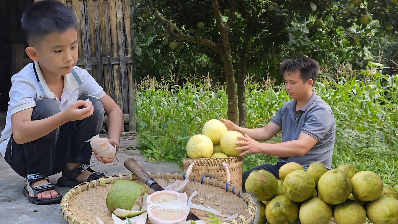 Harvest the pomelos and bring it to the market to sell.