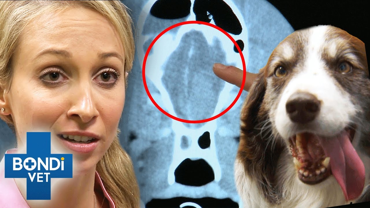 Killer Fungus Invading Dog's Brain 😨 Bondi Vet