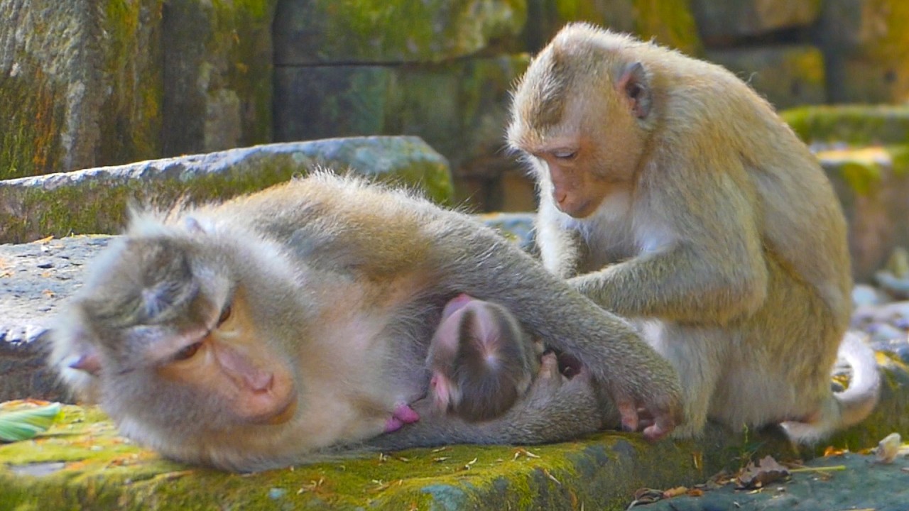 Sister Rainbow helps grooming Libby and newborn bro Levy | Libby pay attention on her too