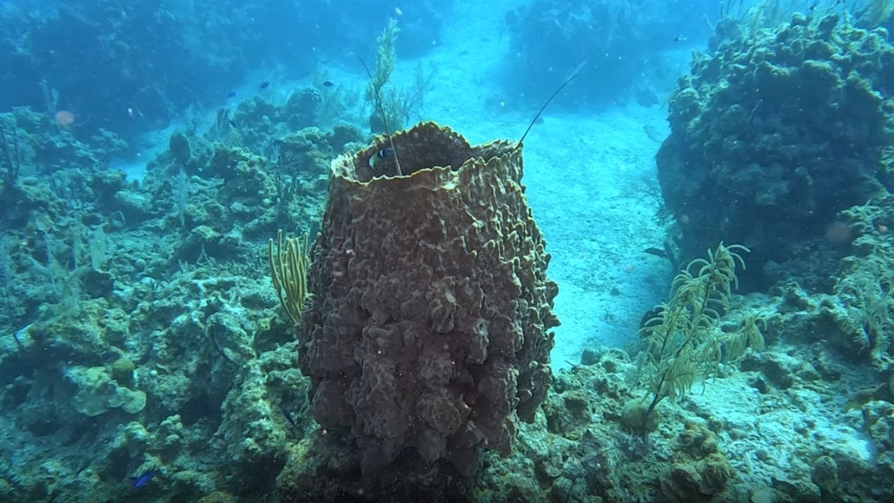 Caribbean Spiny Lobster in Giant Barrel Sponge Habitat || WooGlobe