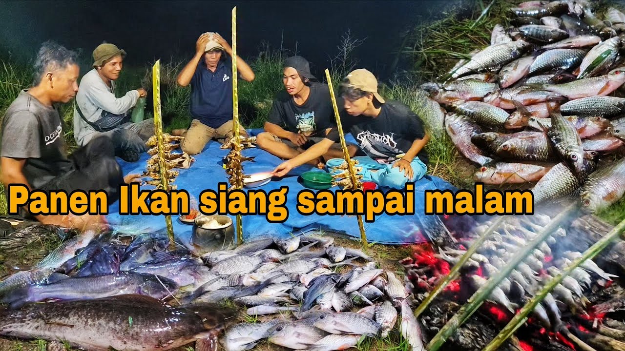 PECAH REKOR || PANEN IKAN SIANG SAMPAI MALAM, MASAK MAKAN IKAN BAKAR