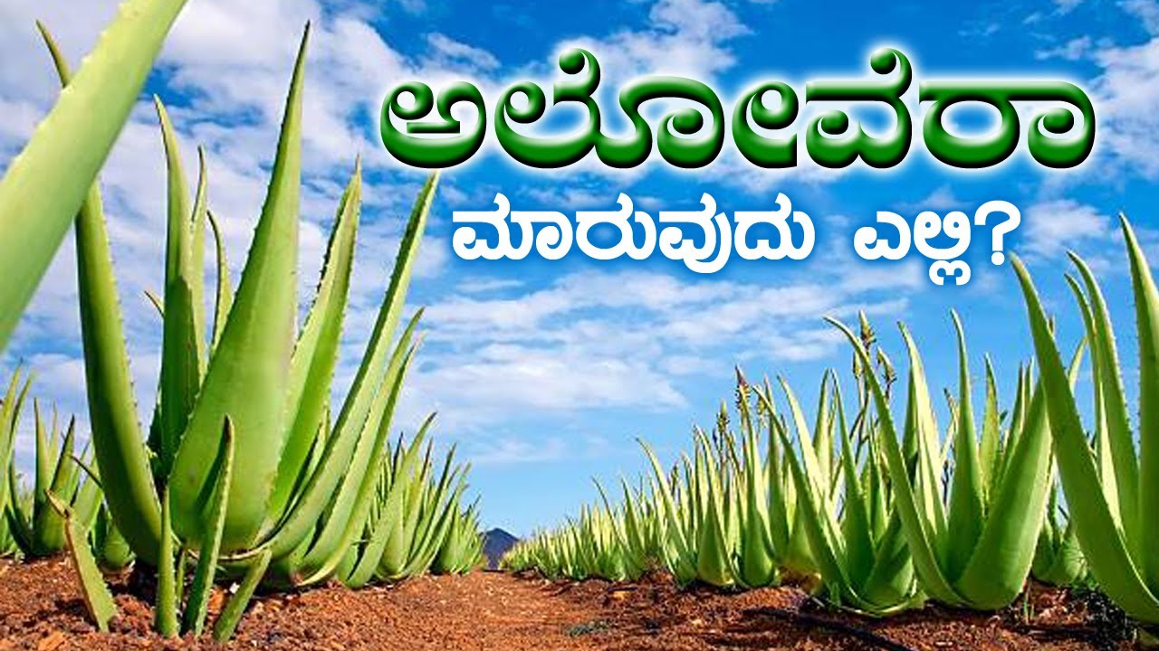 ಅಲೋವೆರಾ ಬೆಳೆದು ಮಾರಾಟ ಮಾಡುವ ಬಗ್ಗೆ ಮಾಹಿತಿ | Information about selling aloe vera
