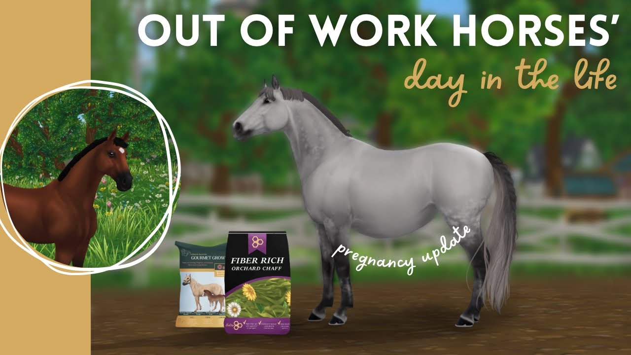 PREGNANCY UPDATE ! day in the life of my out of work horses | sso rrp