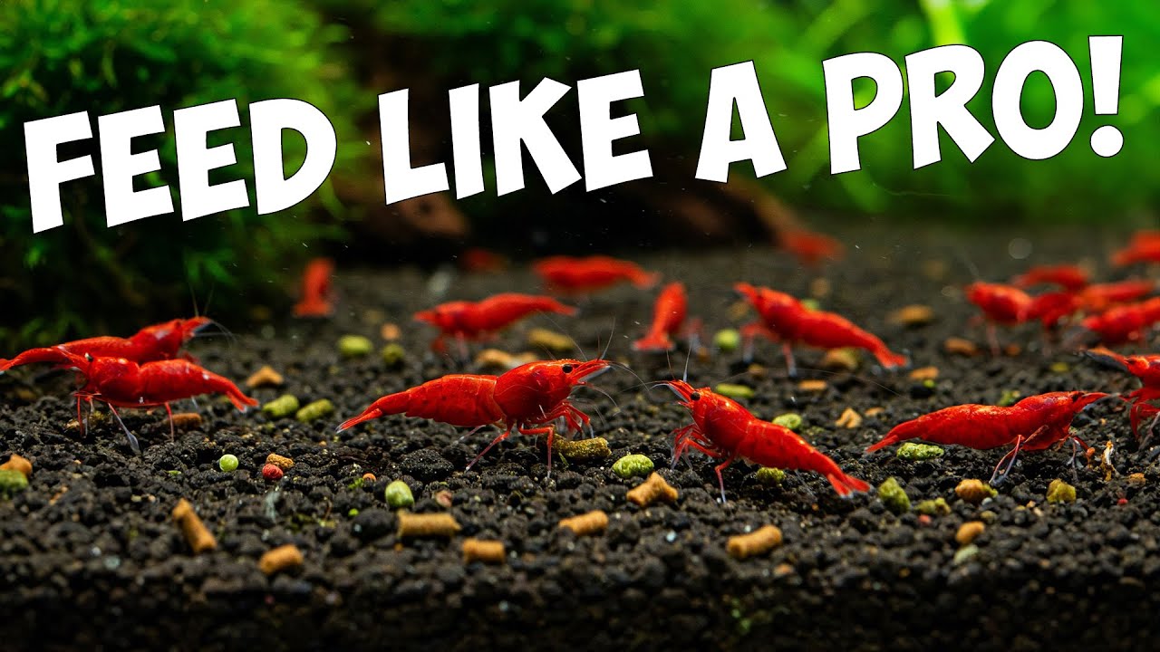 The Ultimate Guide to feeding YOUR Cherry Shrimp 🦐