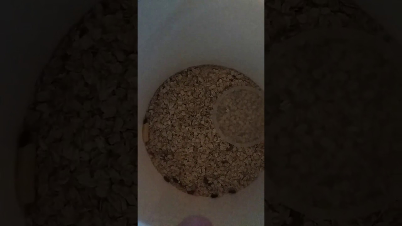Starting a Darkling Beetle Colony!?!😁