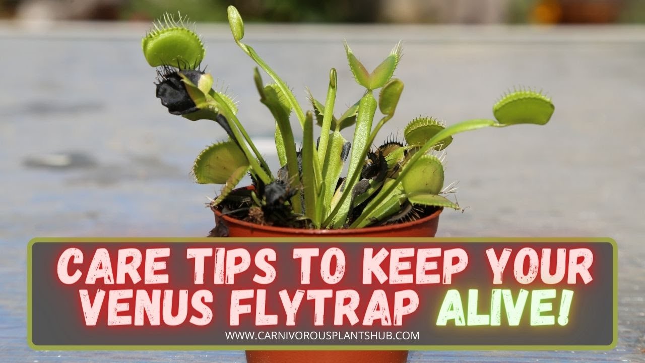 Repotting A Venus Flytrap + Venus Flytrap Care Tips: Soil Mix, Watering, How Much Sun, Pots & More!