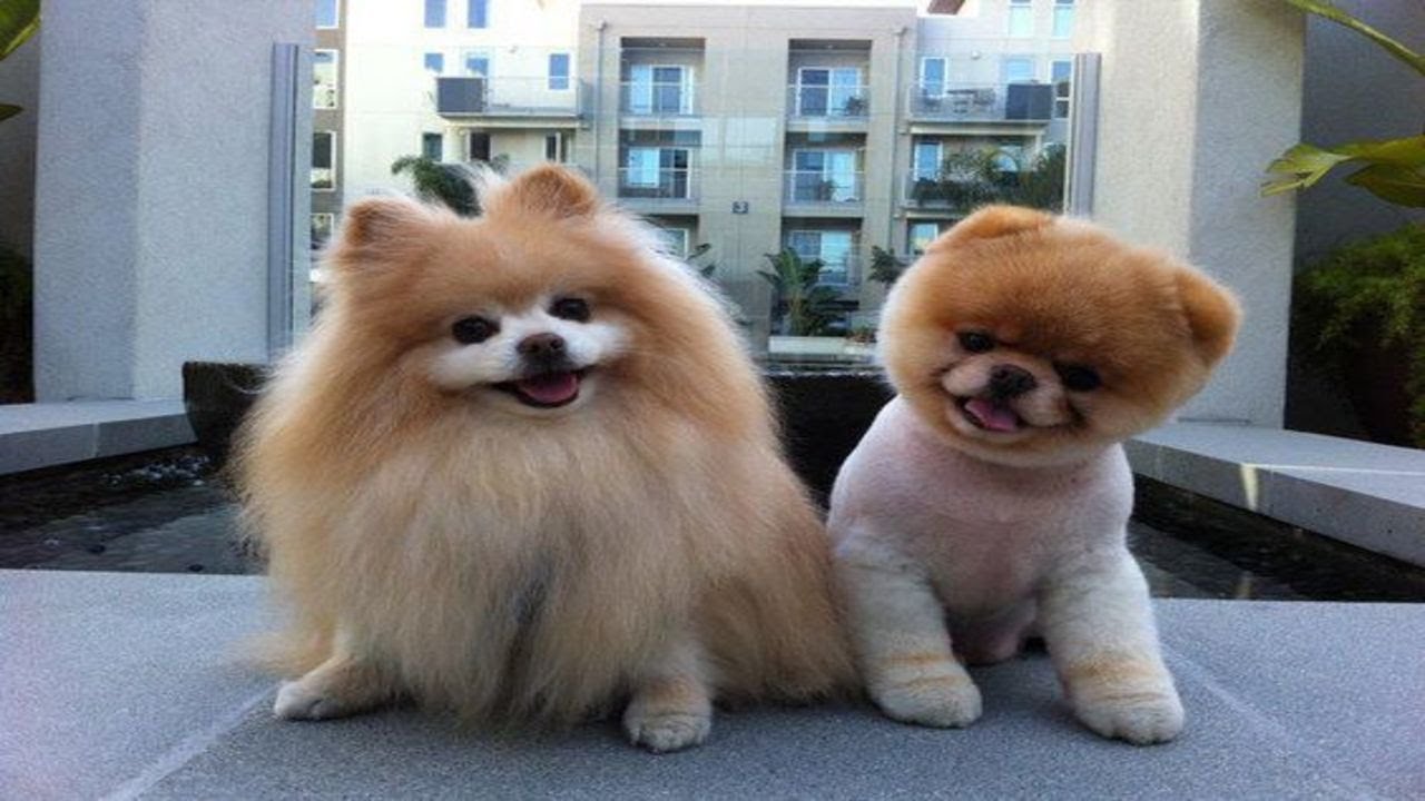Boo The Dog - POMERANIAN THE CUTEST DOGS