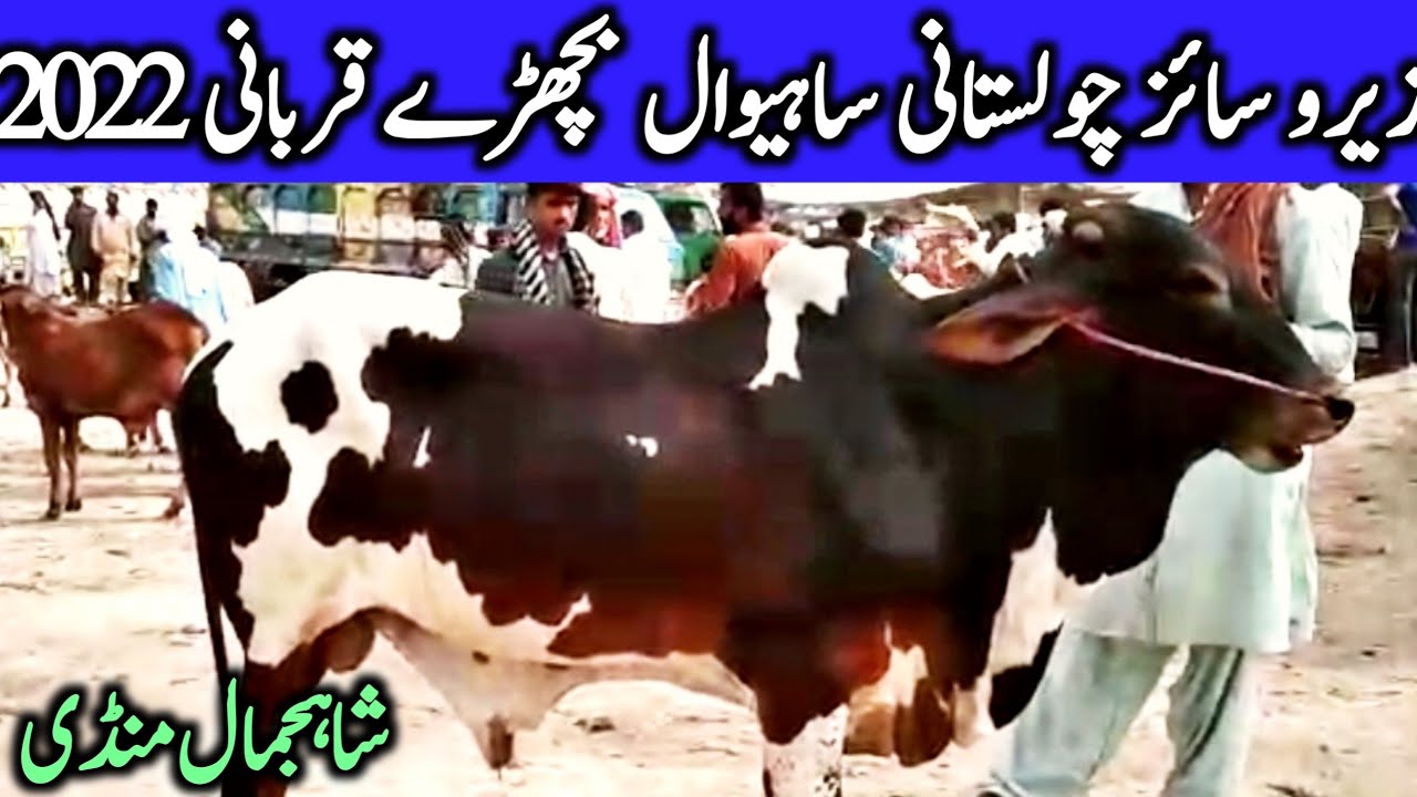 Shah Jamal Janwar Mandi Cholistani Sahiwal Zero Size Bachre 2022 || Global Village Farming