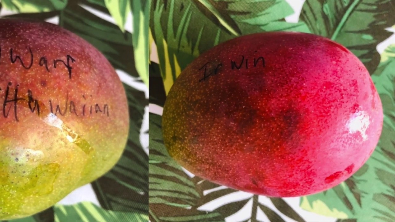 Irwin Mango - Tasting Florida Grown Mangos