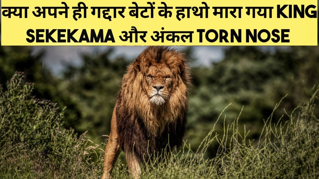 आखिर कहां गायब हो गया Clossal King of Savage Kingdom - Sekekama। The Legacy of Sekekama in Hindi