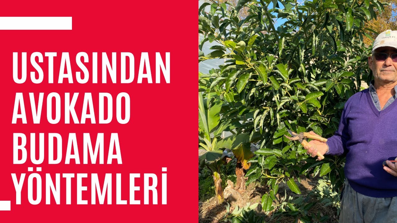 Pinkerton-Fuerte Avokado Budama Teknikleri - 3 Yaşında Avokado Budaması Yapıyoruz.