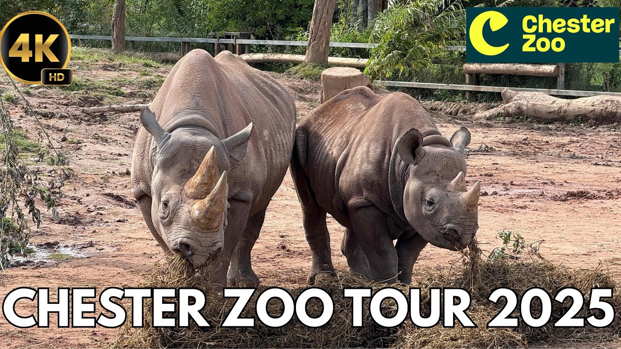 Chester Zoo Adventure 2025 in 4K | Chester Zoo Vlog 2025 with Narration - A Fantastic Family Day Out