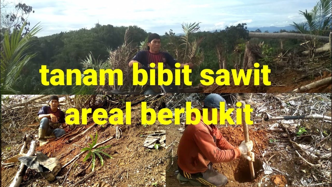 Menanam bibit sawit dilahan berbukit