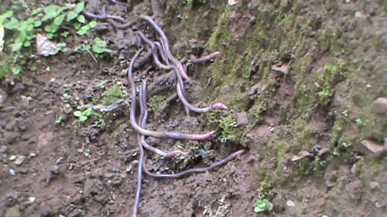 गड्यौला खेती- earthworm farming Nepal