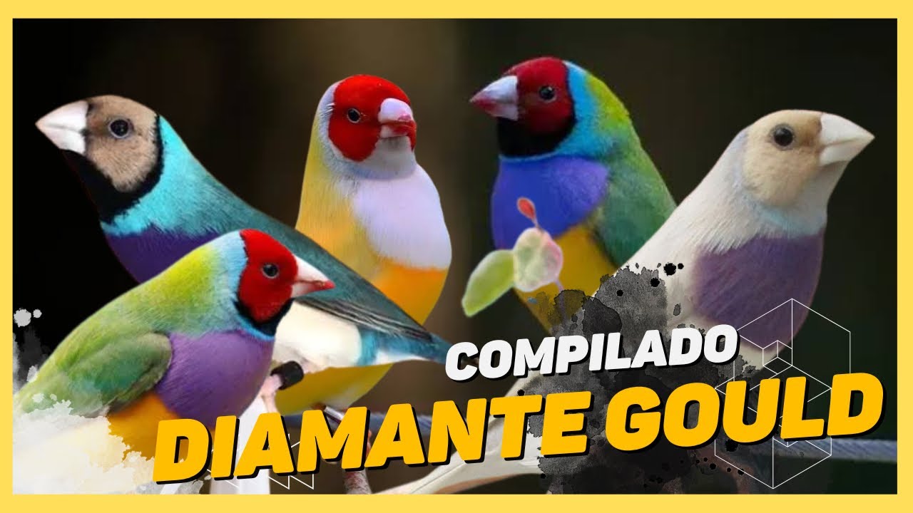 DIAMANTE GOULD - COMPILADO [VÁRIAS MUTAÇÕES]