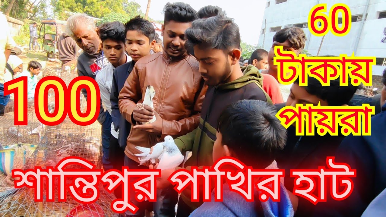 santipur pigeon markat।। শান্তিপুর পায়রার হাট।। কম দামে পায়রা কিনুন।।