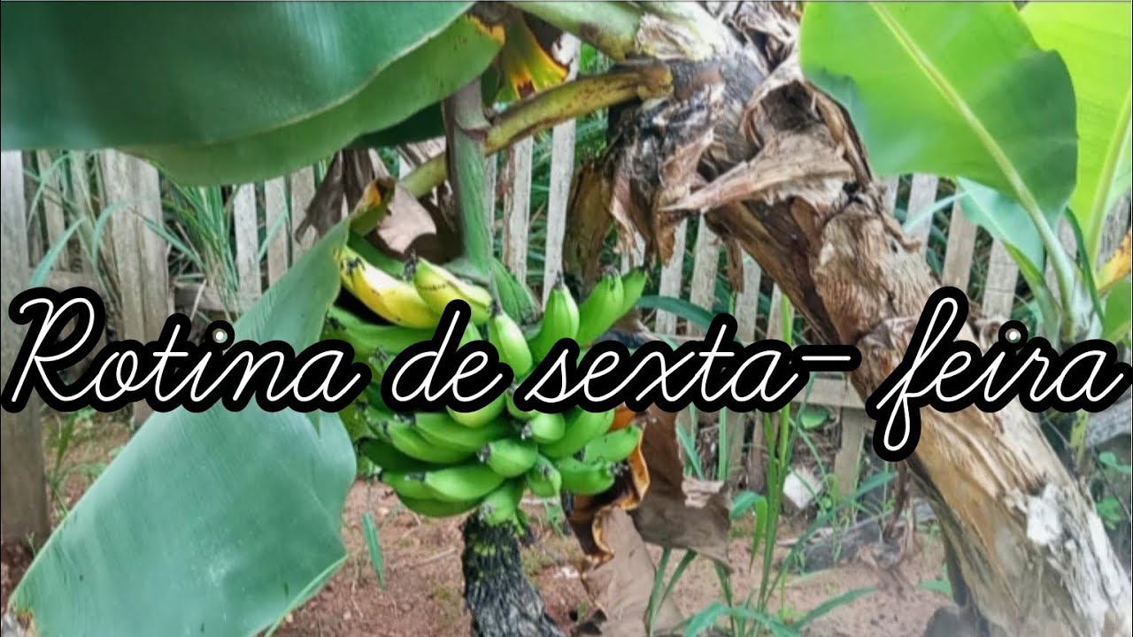 Rotina do dia de sexta feira.