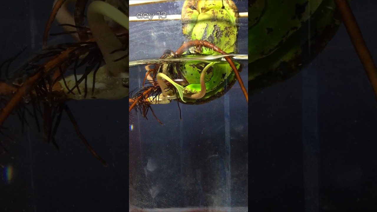 TIME LAPSE, mango seed growing for 17 days ,  full video on my Instagram