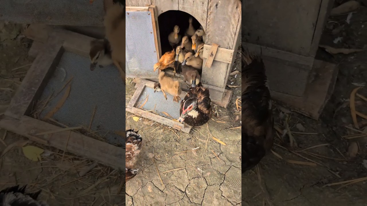 Morning Freedom: Ducks and Chickens Leave the Coop
