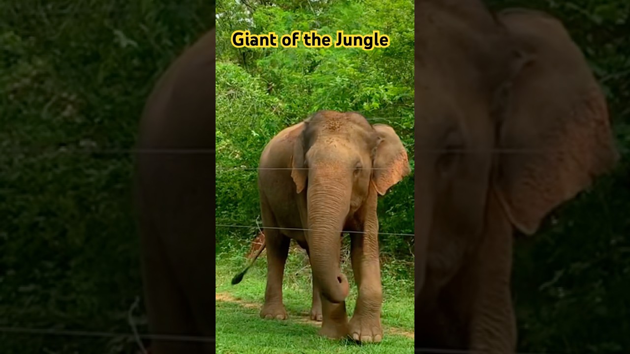 Sri Lankan Elephant #elephant #travel #saveelephant