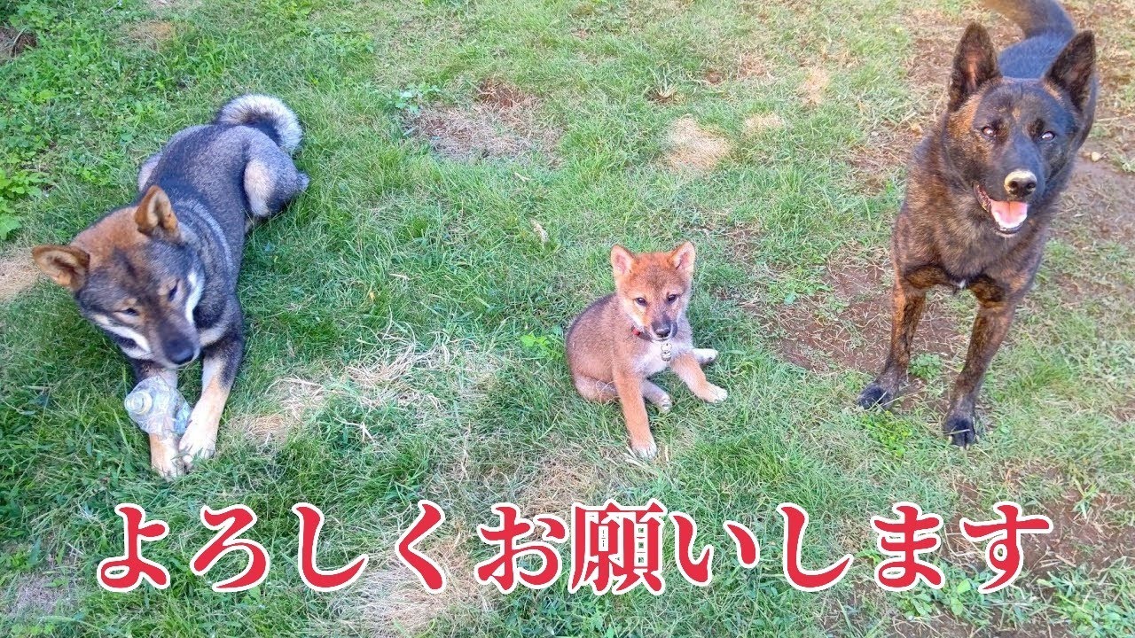 皆さんご無沙汰しております#松ごり #狩猟 #四国犬 #甲斐犬 #猟犬