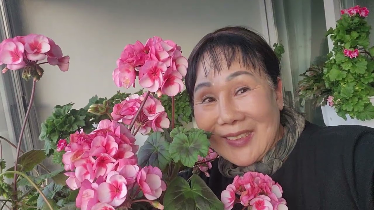 꽃피네요 부자목단농장입니다 010-9571-8888 