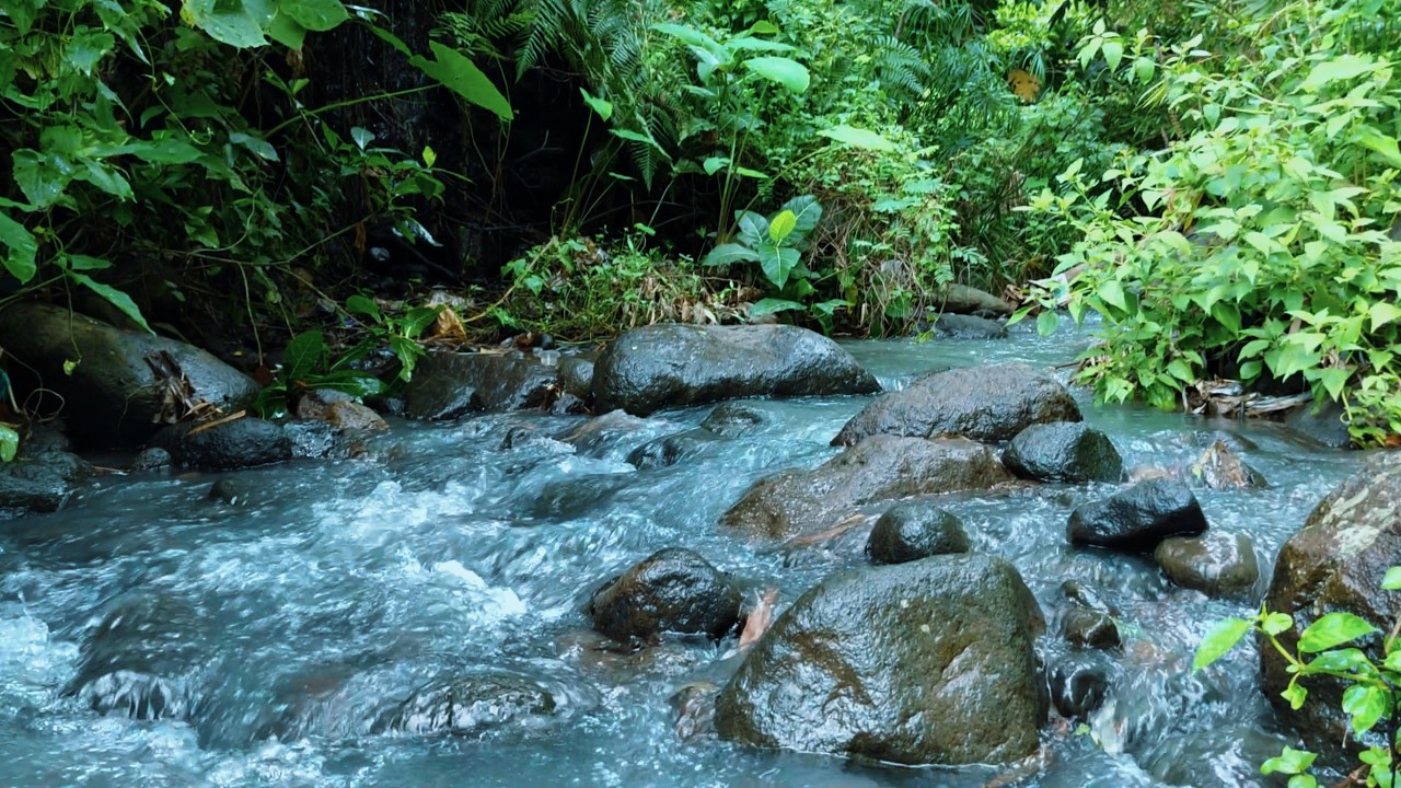 River Stream and Birds Chirping – Relaxing ASMR Nature Sounds